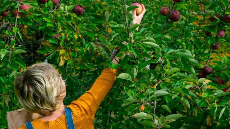 En las Ramas hay Peligro, pero allí Están los Frutos